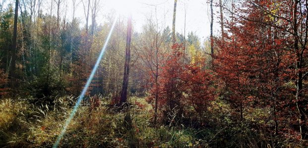 Ein neues Video – Septemberwaldherbstmorgen